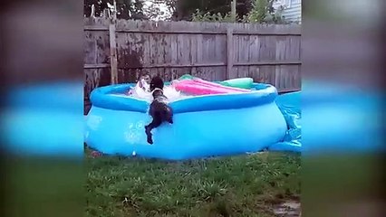 Funniest person funny animals videos funny animals moment