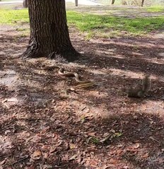 Slithering Snake Is Challenged By Squirrel
