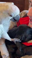 I’m grateful for all the love you show us. Know we love you all #parrot