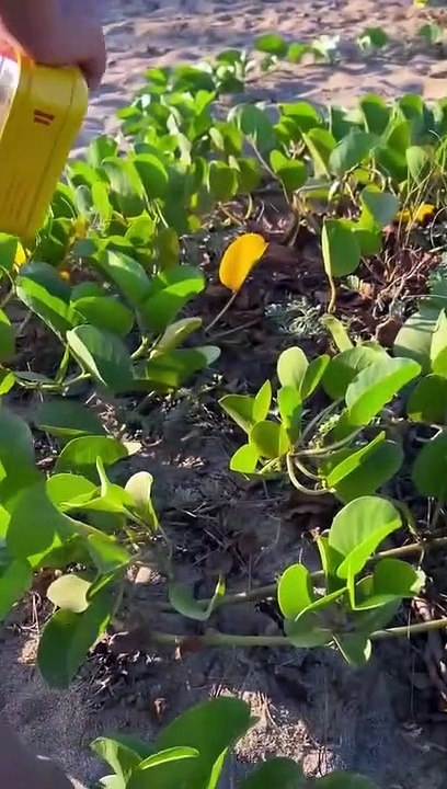 We Rescued a Few Baby Turtles From Birds