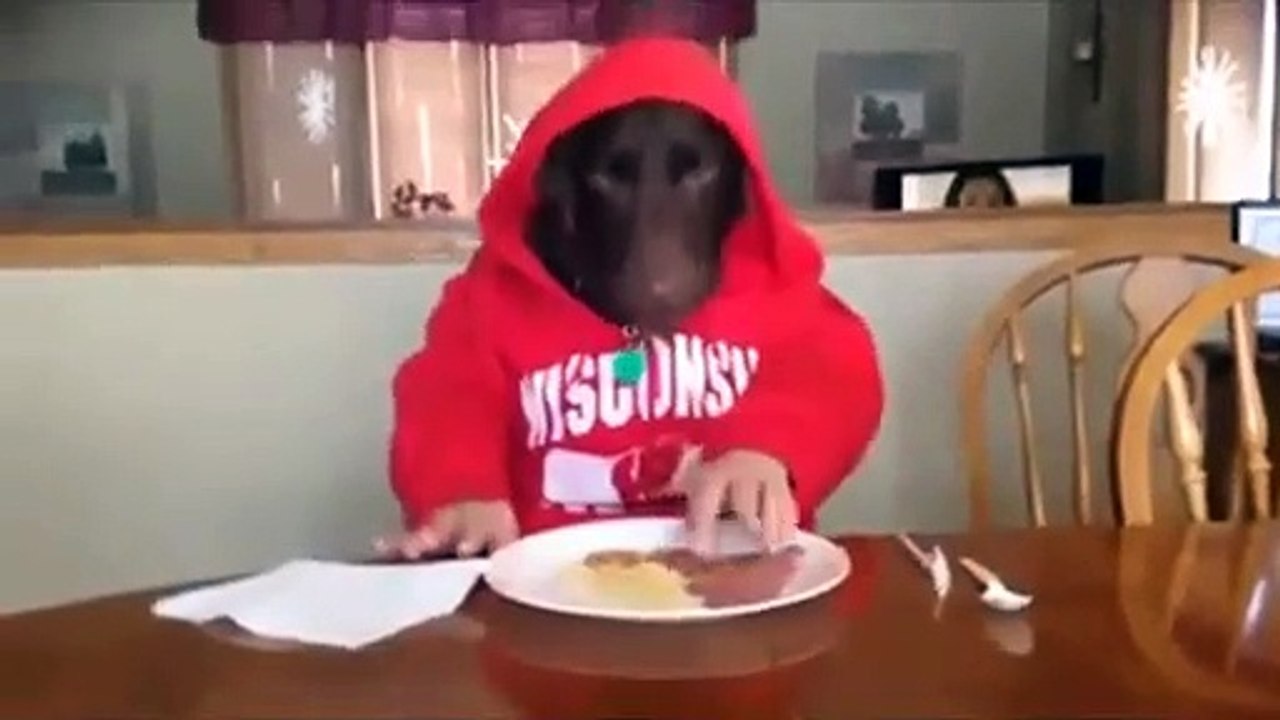 funny dog eating like human