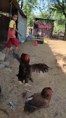 The chicken beat the child!#shorts #farming #bache #chicken #children