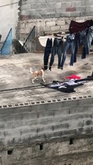 Silly Dog Isn't Helping Much With The Laundry