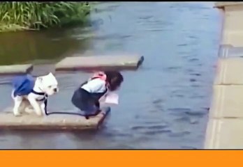 Monkey and dog cross the river