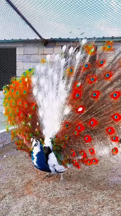 Beautiful peacock