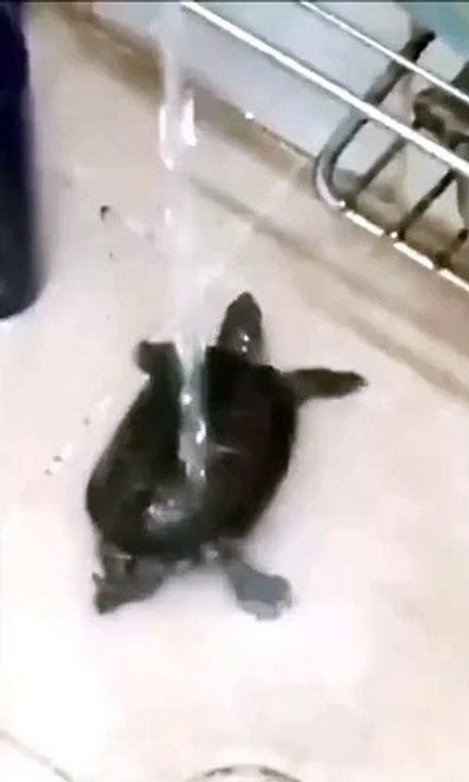 Dancing turtle, chic, chic