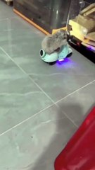 A talented and cute hamster who rides a little bike