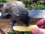 Squirrel Eats an Apple - Funny Animals Channel