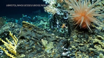 Descubren un prístino arrecife de coral en reserva marina de Galápagos