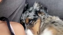 Kissing my Half Asleep Pup to See Her Reaction __ ViralHog