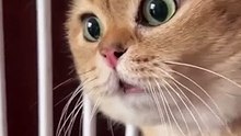 Funniest catsIn The World Funny and Fails Pets Video