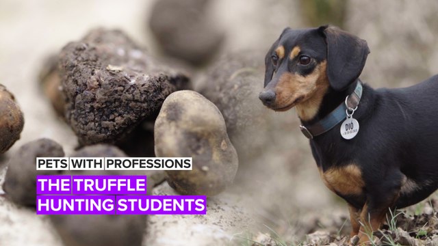 Pets with Professions: The doggy grads with a diploma in truffle hunting