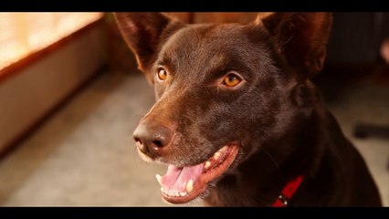 Koko A Red Dog Story Movie