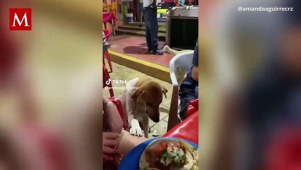 Perro se hace viral en TikTok, pide limosna