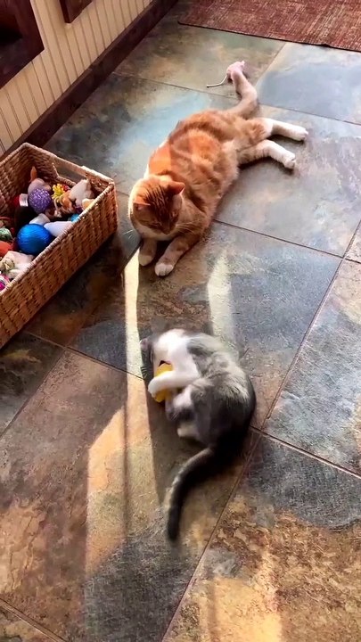 Cute and funny cat videos compilation part 3