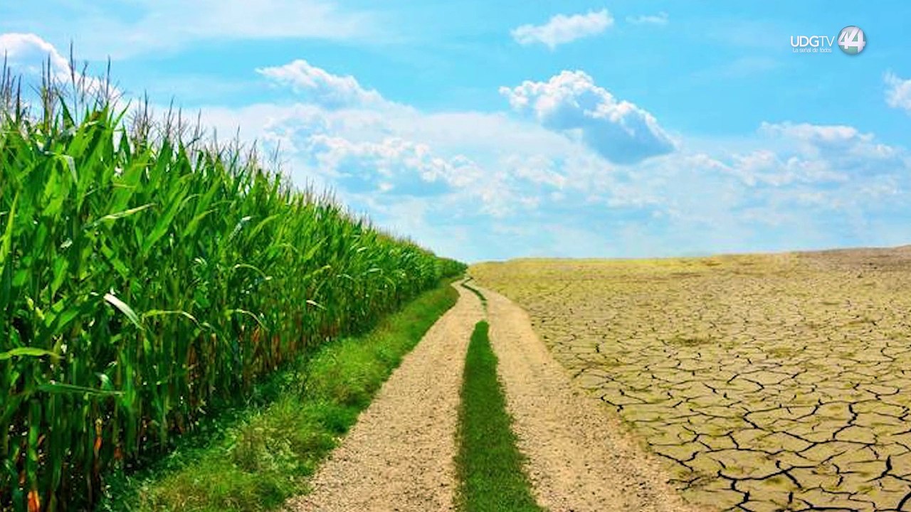 Por sequía severa y moderada, municipios de la región sur de Jalisco podrían perder cultivos