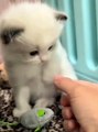 Cat Funny Moments | Funny Cats | Cute Pets | Funny Animals #animals #pets #cats #cat #catvideos #4u