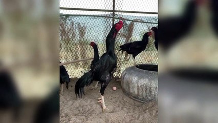 Quality of oh shamo ll MASHALLAH ll