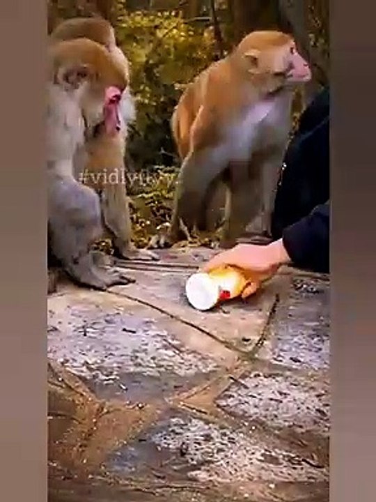The monkey smart