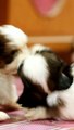 funniest & cutest golden retriever puppies #4 - funny puppy videos 2023