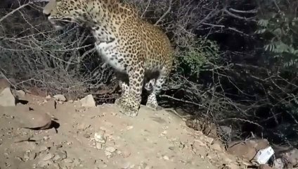 अरे देखो पैंथर... अजमेर के तारागढ़ व पृथ्वीराज स्मारक के आसपास रोज दिख रहा पैंथर.