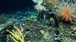 Pristine coral reef found deep in Galapagos waters