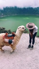 Hewan Alpaca yang sangat imut dan menggemaskan