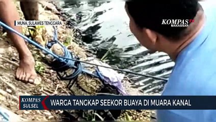 Warga Tangkap Seekor Buaya di Muara Kanal
