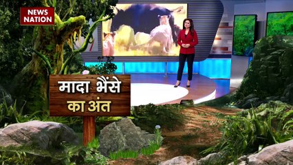 Jungle News : मादा भैंसे ने शेरों से ली टक्कर