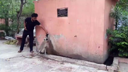 पानी की प्यास सताई तो लंगूर ने ऐसे किया इंतजाम, देखकर हैरान हो जाएंगे