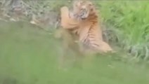 पीलीभीत:पानी का आनंद लेते बाघ का वीडियो हुआ वायरल
