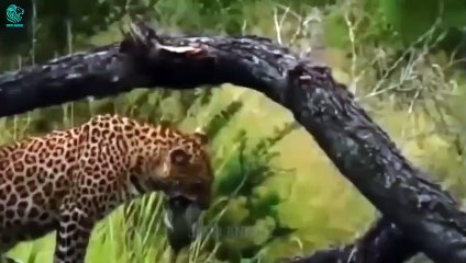 Merciless Moments! Baboons Kill Leopards To Avenge Their Baby _ Animals Fight