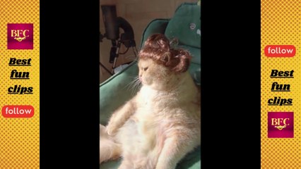 funny cats in makeup compilation - Funny fails videos 2023