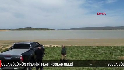 SUVLA GÖLÜ'NÜN MİSAFİRİ FLAMİNGOLAR GELDİ