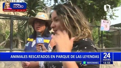 Parque de las Leyendas: Animales rescatados son trasladados a conocido zoológico