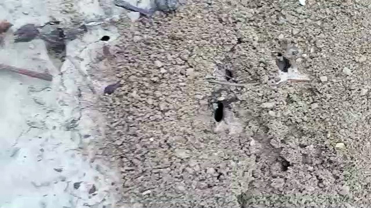 Ant's home