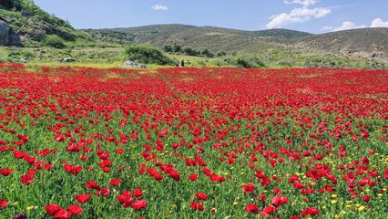 Hatay'da tarlalar gelinciklerle kaplandı