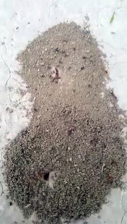 Ant home | Ant's home | Ants looking food