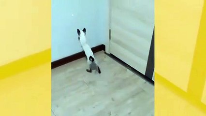 Vídeo hilário: veja o incrível gato-aranha desafiando a gravidade
