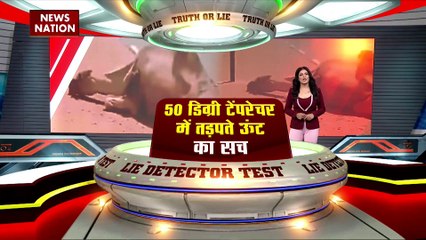 Lie Detector Test : क्या है 50 डिग्री टैंपरेचर में तड़पते ऊंट का सच?