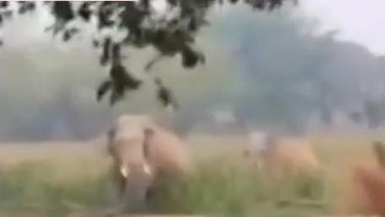 किशनगंज: सीमावर्ती इलाकों में नेपाल से आए जंगली हाथियों का आतंक जारी, देखें वीडियो