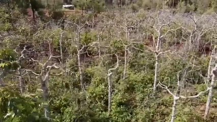 La prohibición de cultivar khat deja muy tocada la economía keniata