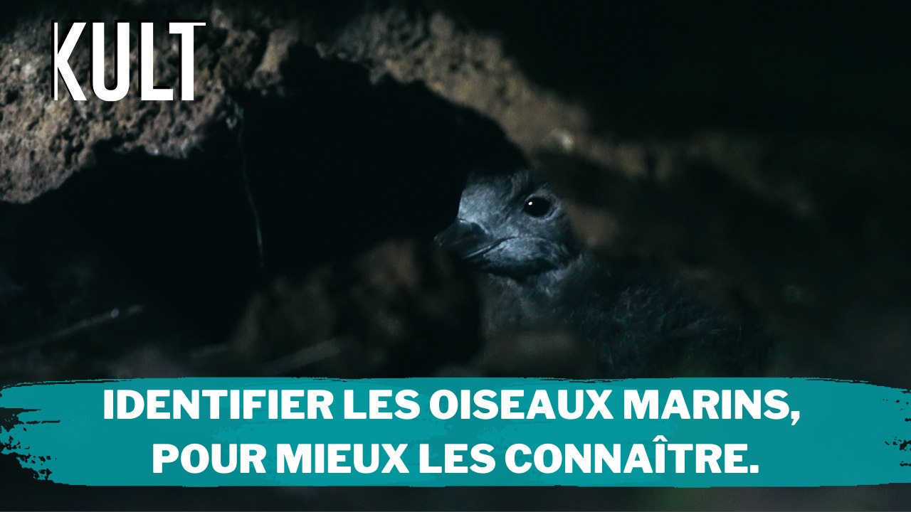Identifier les oiseaux marins, pour mieux les connaître