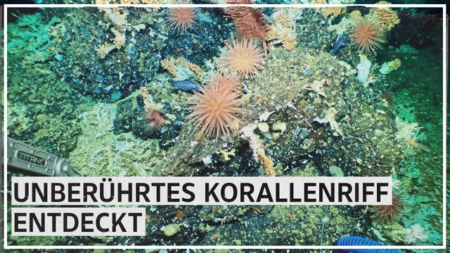 Forscherteam findet unberührtes Korallenriff bei Galapagos-Inseln