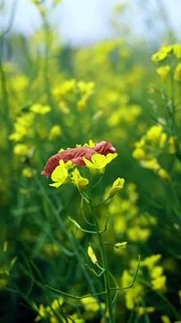 Babies Funny Moments |Cute Babies | Naughty Babies | Funny Babies #babies #baby #beauty #cutebabies