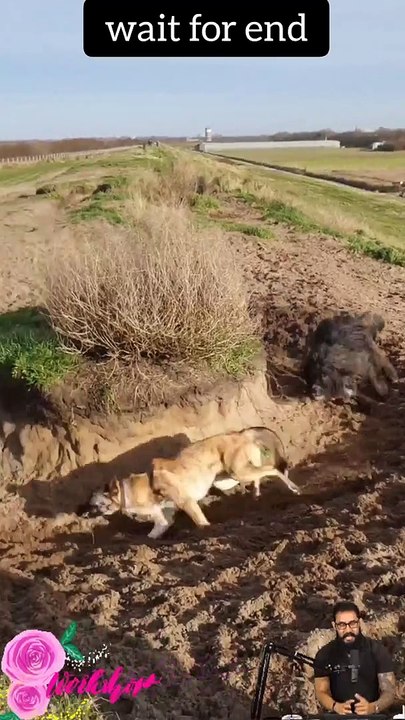 Tranding shorts on youtube-Tranding shorts video- tranding shorts channel#tranding #viral #shorts 18 (2)