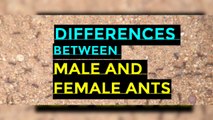 The Differences Between Male and Female Ants