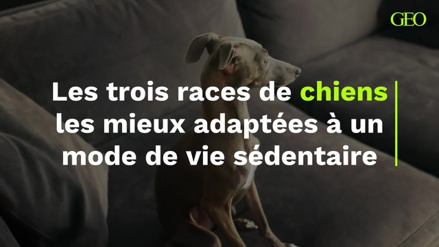 Les trois races de chiens les mieux adaptées à un mode de vie sédentaire