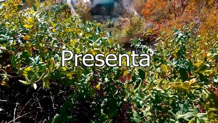 POR ESO GITANO TE QUIERO - Atrévete