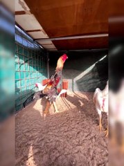 Shamo outstanding ll MASHALLAH ll